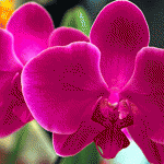 Cosmética BIO: extracto de Orquídea contra las arrugas